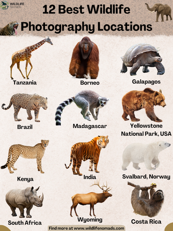 12-Best-Wildlife-Photography-Locations.webp 12 Best Wildlife Photography Locations