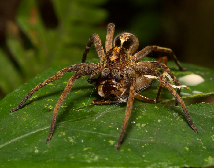 A macro photograph of a venomous Brazilian wandering spider resting on a bright green leaf in a tropical environment while holding an insect in its mandibles.