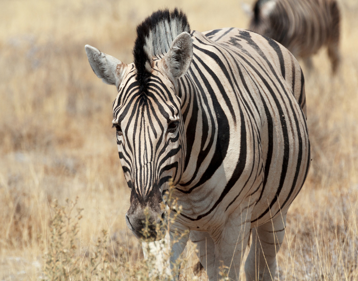 portrait of a Burchell's Zebra in a dry grassland