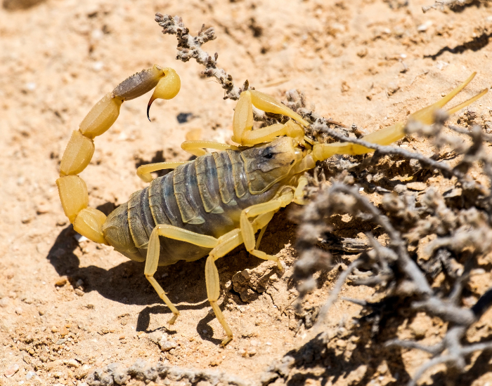 A high-angle photograph of a pale yellow deathstalker scorpion crawling across arid, stony ground next to dry scrub, displaying its curved tail and stinger.
