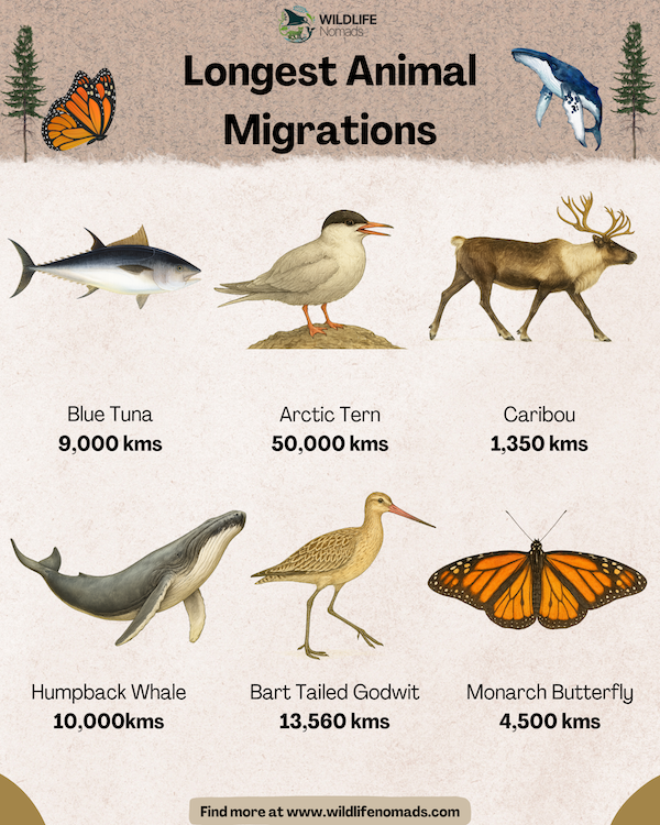 Infographic showing6 animals that undertake some of the longest migrations on earth