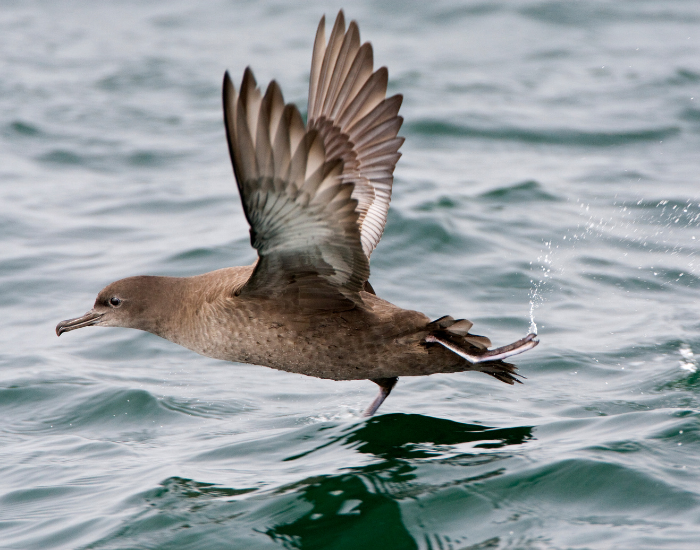 a Sooty Shearwater flying over the water surface