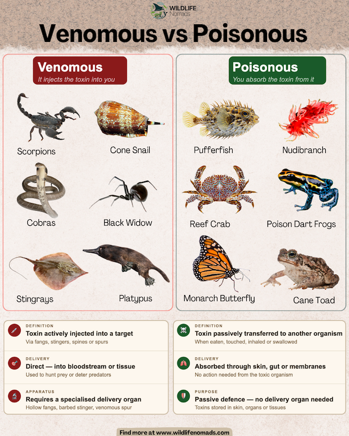 Educational infographic by Wildlife Nomads titled 'Venomous vs Poisonous'. The left side shows venomous animals that inject toxins—including scorpions, cone snails, cobras, black widow spiders, stingrays, and platypuses. The right side shows poisonous animals that transfer toxins passively when touched or eaten—including pufferfish, nudibranchs, toxic reef crabs, poison dart frogs, monarch butterflies, and cane toads. The bottom section compares their delivery methods and toxicity mechanisms.