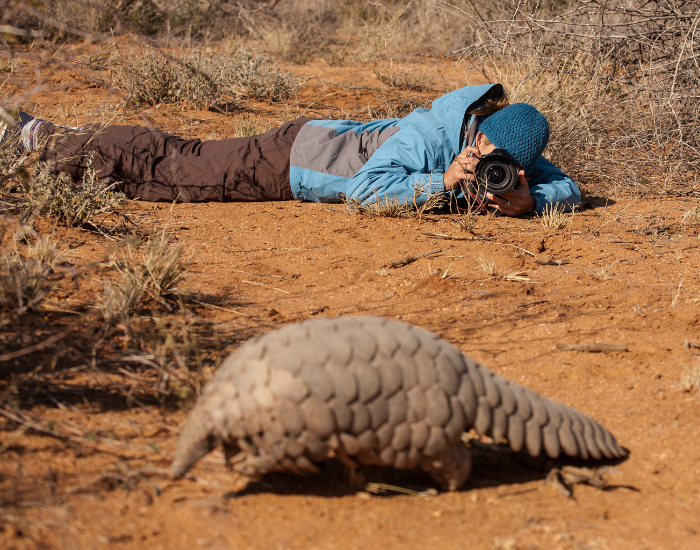wildlife-photographer-pangolin.webp photographer taking a photo of a pangolin in the wild