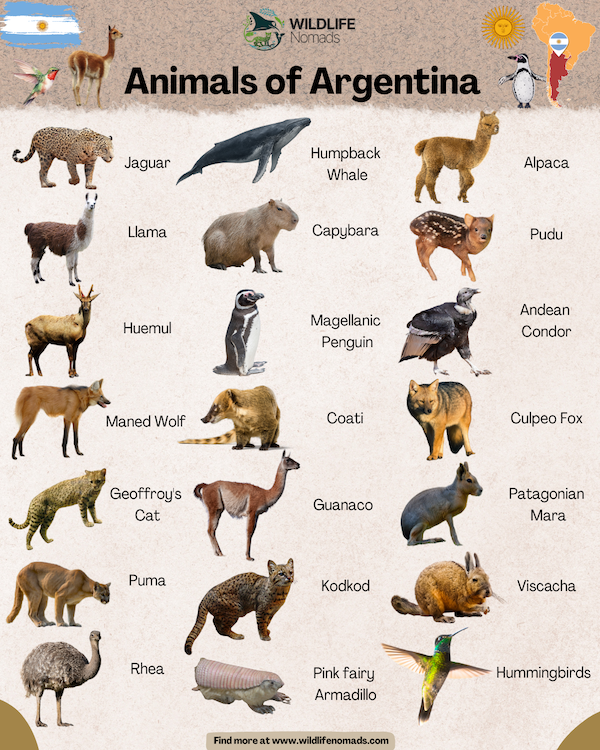 An infographic titled Animals of Argentina by Wildlife Nomads featuring the Argentine flag and map outline. It showcases various local wildlife species labeled with text, including a jaguar, humpback whale, alpaca, llama, capybara, pudu, huemul, magellanic penguin, andean condor, maned wolf, coati, culpeo fox, geoffroy's cat, guanaco, patagonian mara, puma, kodkod, viscacha, rhea, pink fairy armadillo, and hummingbirds.