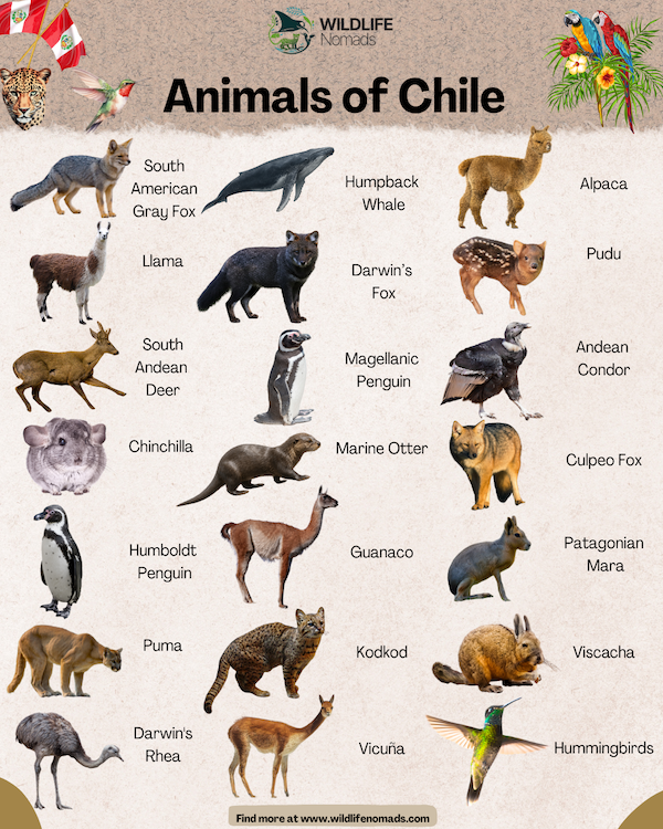 Infographic titled "Animals of Chile" by Wildlife Nomads, featuring a grid of 18 native Chilean species, including the Puma, Andean Condor, Darwin's Fox, Pudu, Llama, and Magellanic Penguin, each labeled with its common name.