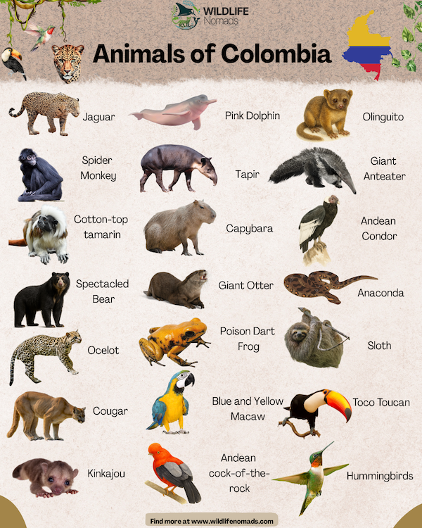 An educational wildlife infographic titled "Animals of Colombia" from Wildlife Nomads. It showcases illustrations and names of 21 native species, including the jaguar, pink dolphin, spectacled bear, and Andean condor, alongside a small map of Colombia.