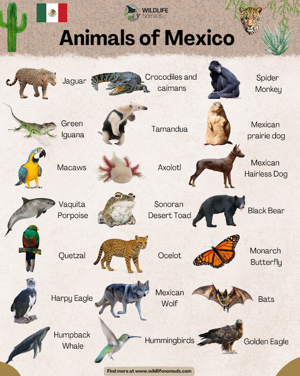 An infographic titled Animals of Mexico by Wildlife Nomads showing a Mexican flag and cactus details. The grid contains labeled species: jaguar, crocodiles and caimans, spider monkey, green iguana, tamandua, Mexican prairie dog, macaws, axolotl, Mexican hairless dog, vaquita porpoise, Sonoran desert toad, black bear, quetzal, ocelot, monarch butterfly, harpy eagle, Mexican wolf, bats, humpback whale, hummingbirds, and a golden eagle.