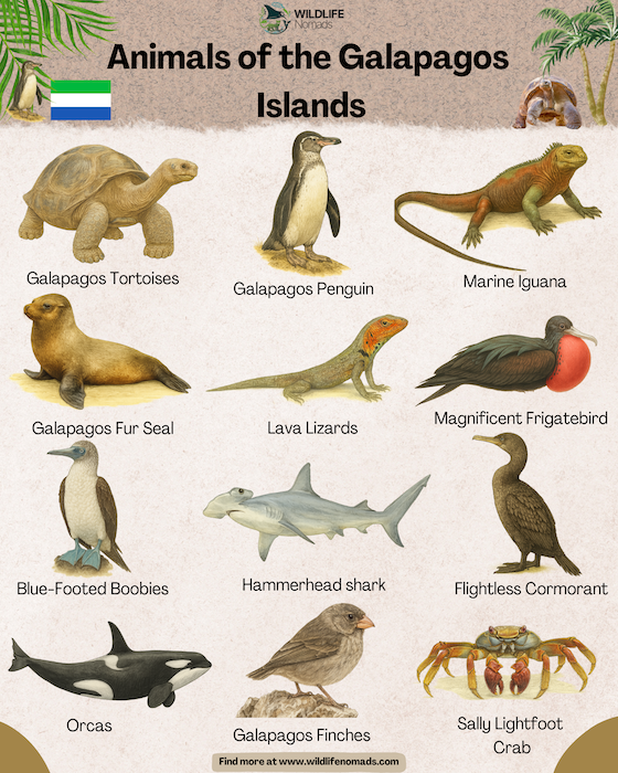 Animals-of-the-galapagos-island-infographic-r.webp Infographic showing animals of the galapagos islands