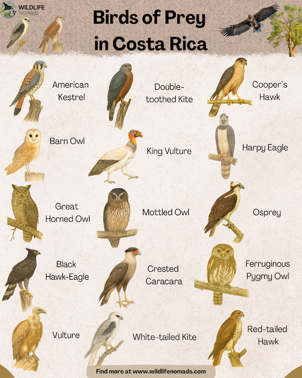 Birds-of-Prey-Costa-rica-Infographic.webp Infographic showing the birds of prey of Costa Rica