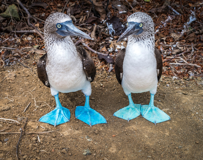 Blue-Footed-Boobies.webp COUPLE OF Blue-Footed Boobies