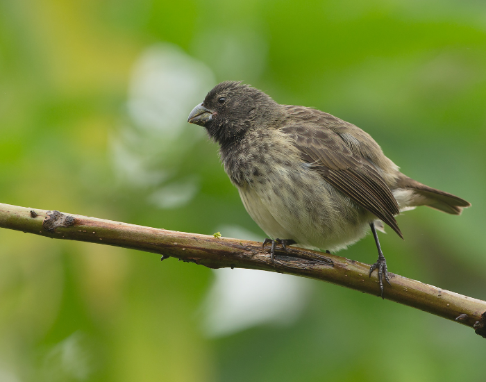 Darwins-Finch.webp Darwins-Finch standing on a tree branch in its natural habitat