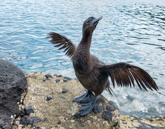 a Flightless-Cormorant next to a beach