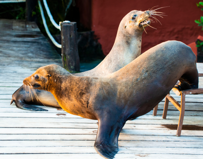 Galapagos-Fur-Seals.webp couple of Galapagos Fur Seals on a wooden floor