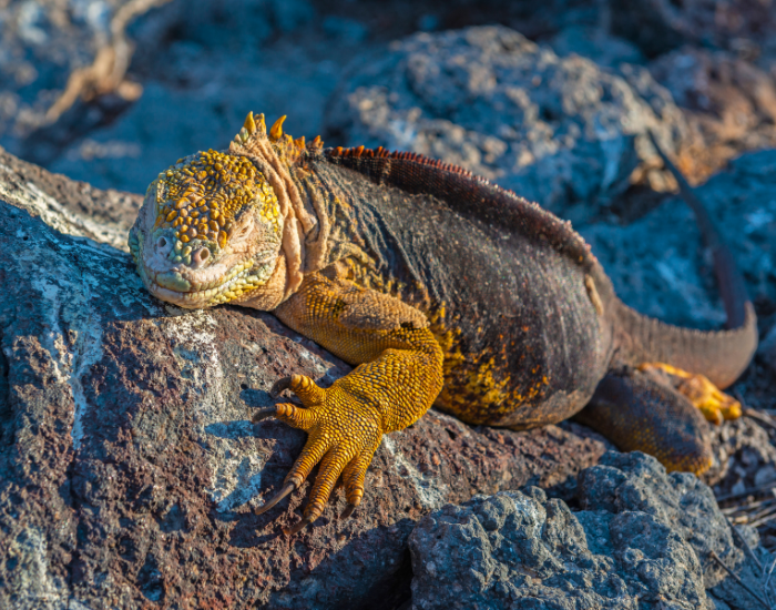 Galapagos-Land-Iguanas.webp Galapagos Land Iguana laying over a rock
