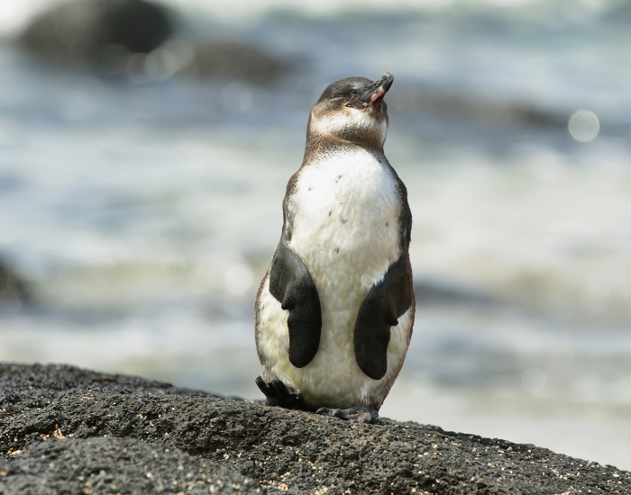 Galapagos-penguin.webp Galapagos penguin on a beach rock