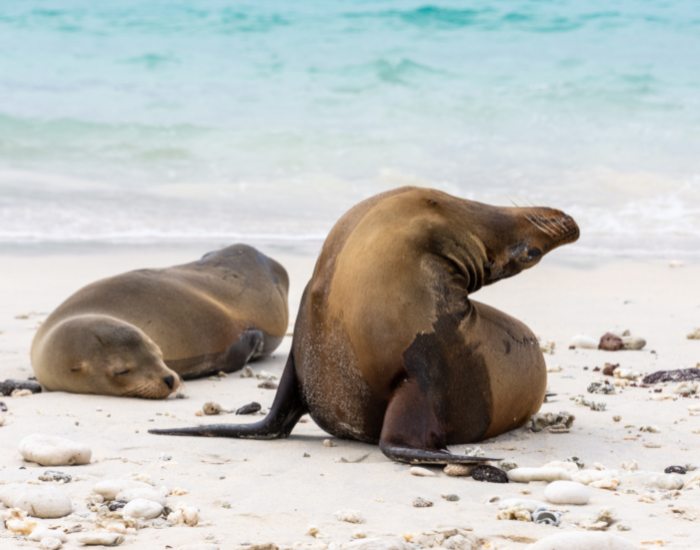 Galapagos-sea-lion.webp couple of galapagos sea lion laying on a white sandy beach