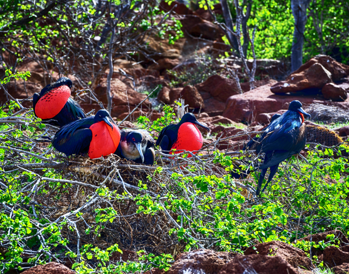 Great-Frigatebirds.webp Great Frigatebirds in the wild among vegetation