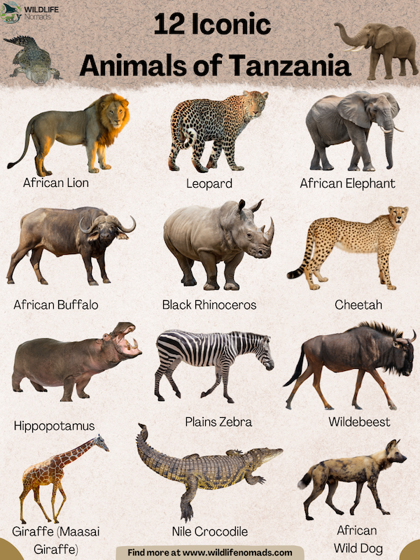 12 iconic animals of tanzania infographic