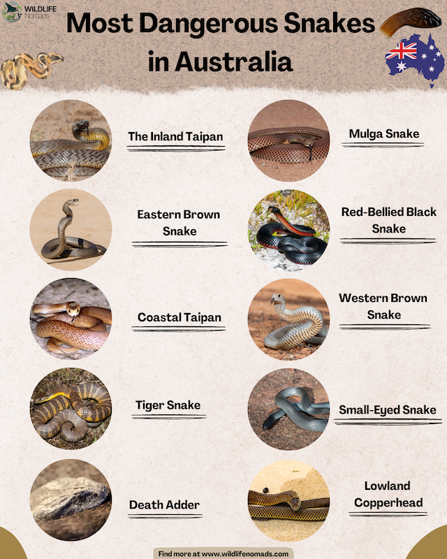 Most-Dangerous-Snakes-in-Australia.webp Most Dangerous Snakes in Australia infographic