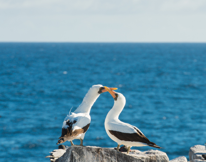 Nazca-Boobies.webp couple of Nazca Boobies