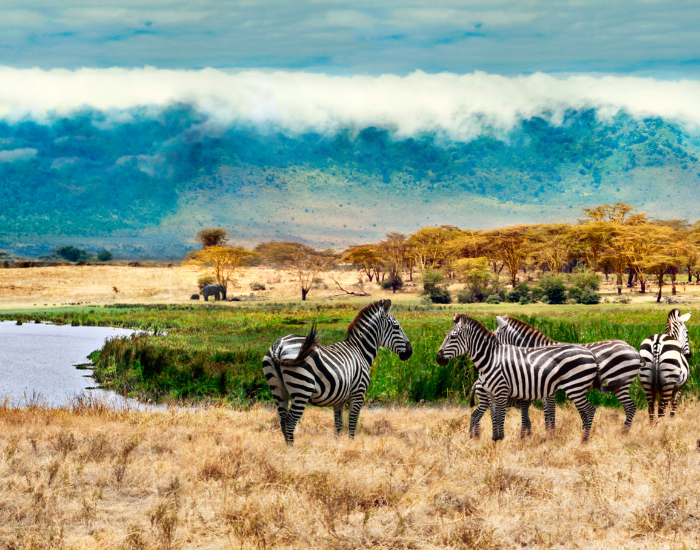 Ngorongoro-Crater-.webp two zebras in Ngorongoro Crater park