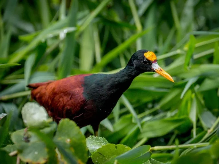 A northern jacana at tortuguero national park