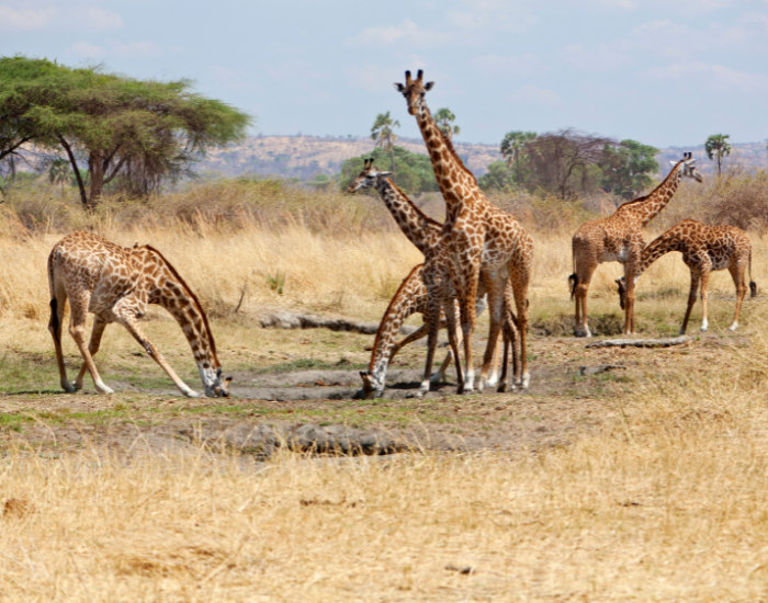 Ruaha-National-Park.webp giraffes in Ruaha National Park