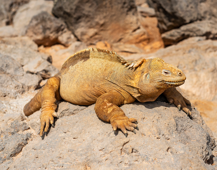 Santa-Fe-Land-Iguanas.webp Santa Fe Land Iguana laying on a rock