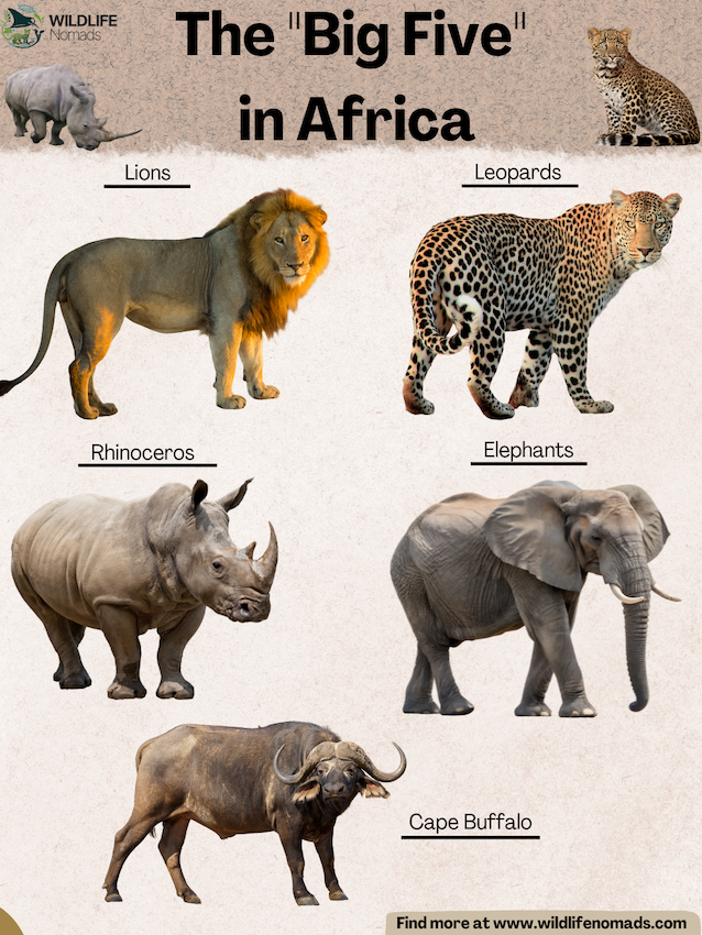 The-Big-Five-in-Africa-animals-infographic.webp infographic showing the big five animals of Africa