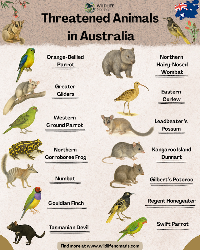 Threatened Animals in Australia infographic