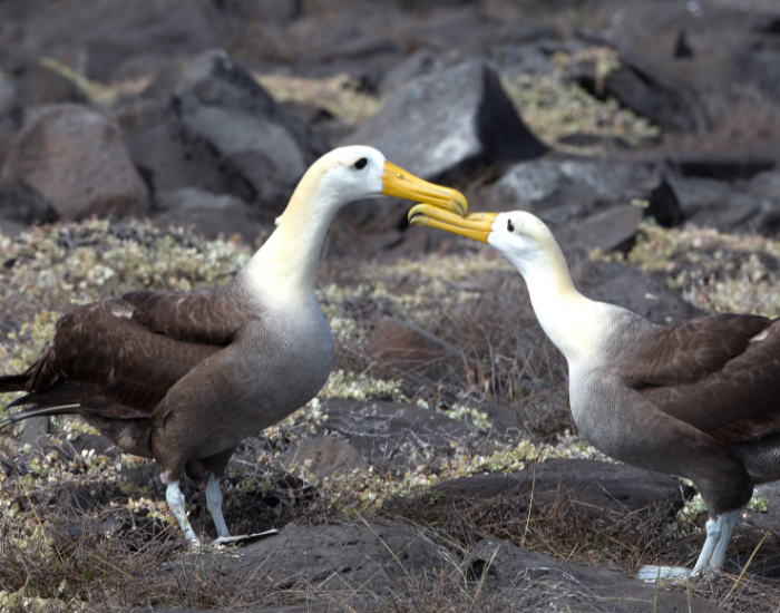 Waved-Albatross.webp couple of Waved Albatross on a rocky beach