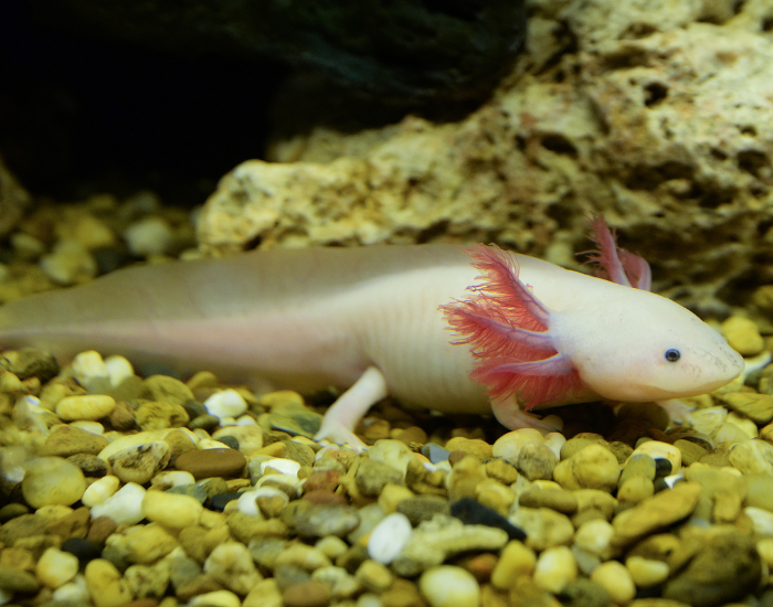 axolotl on an aquarium
