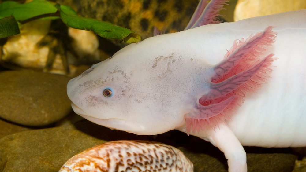 Close up of an axolotl in an aquarium