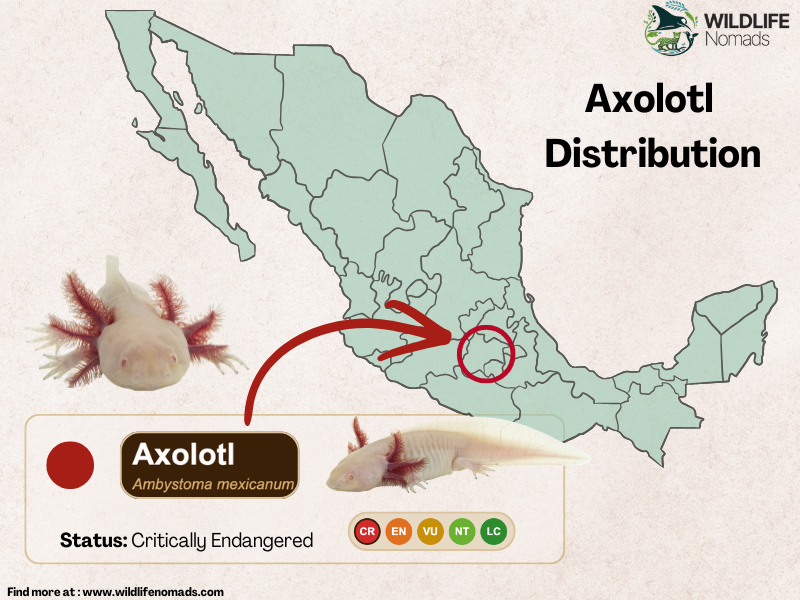 a map of mexico showing mexico city in a red circle where the axolotl lives