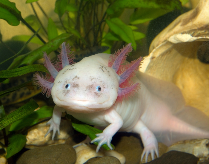 Axolotl in captivity