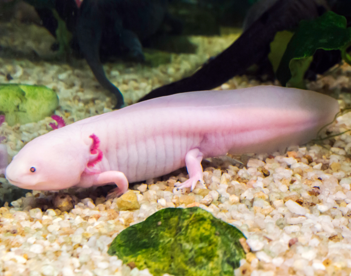 axolotl from one side laying on pebbles