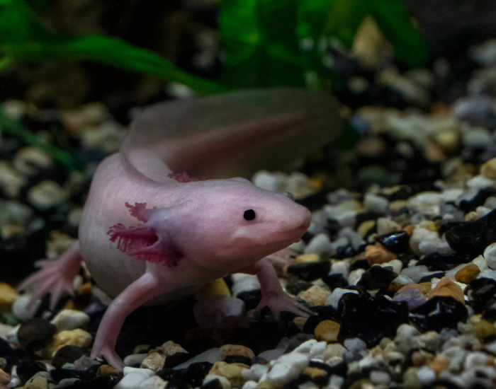 axolotl swimming underwater