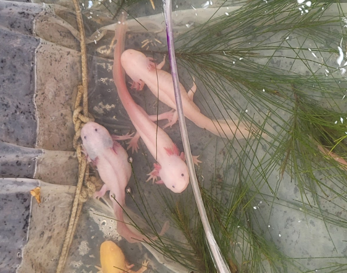 three axolotls in a breeding enclosure inside a tank in xochimilco, mexico