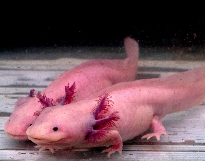two axolotls underwater photo