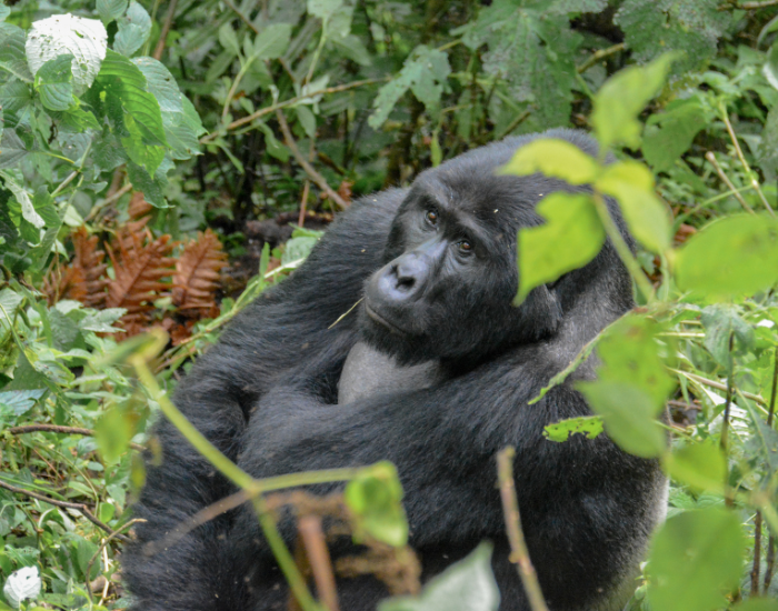 gorilla in the wild in rwanda