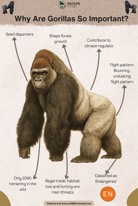 Why are Gorillas important illustration?