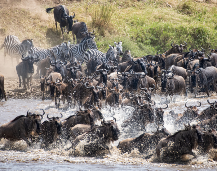 great-migration-tanzania.webp Great Migration in Serengeti National Park with many wildebeest crossing a river