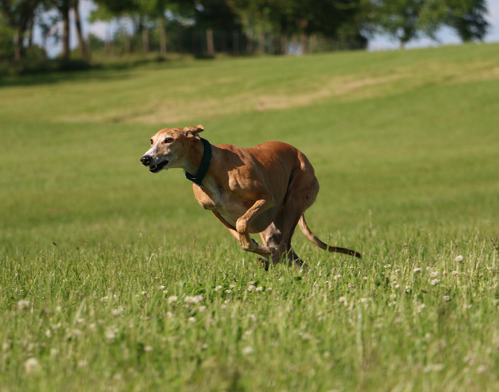 greyhound.webp greyhound running on a grassfield