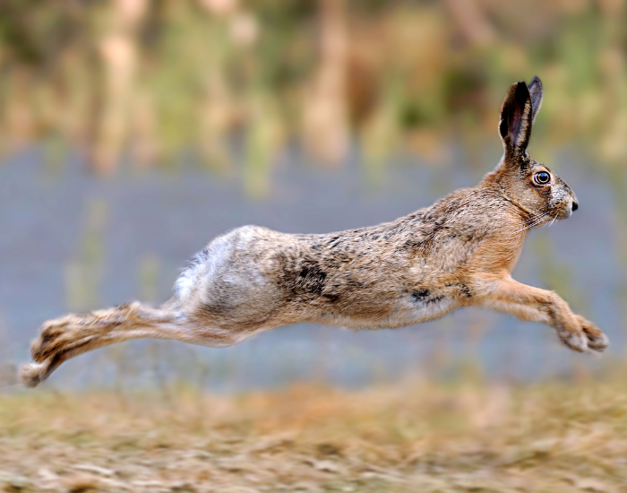 hare.webp hare jumping running in the wild