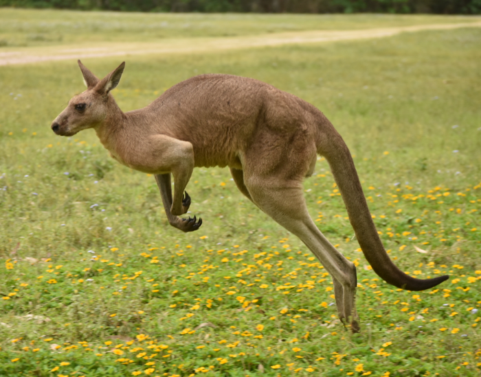 kangaroo-by-cesar-medina-davila.webp Kangaroo jumping wild in australia