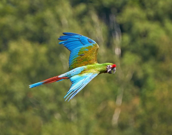 military-macaw.webp military macaw flyin in the wild