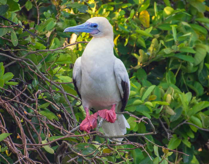 a Red-Footed Booby in the wild