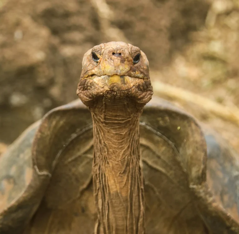 close up of galapagos tortoise
