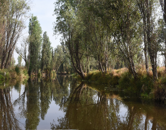 dawn in a chinampa in xochimilco showing the system of canals